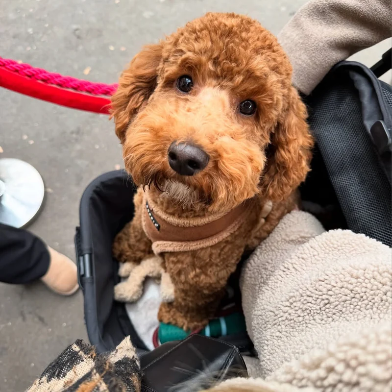 Deryan Luxuriöser zusammenklappbarer Hundekinderwagen - Haustierkinderwagen - Schwarz