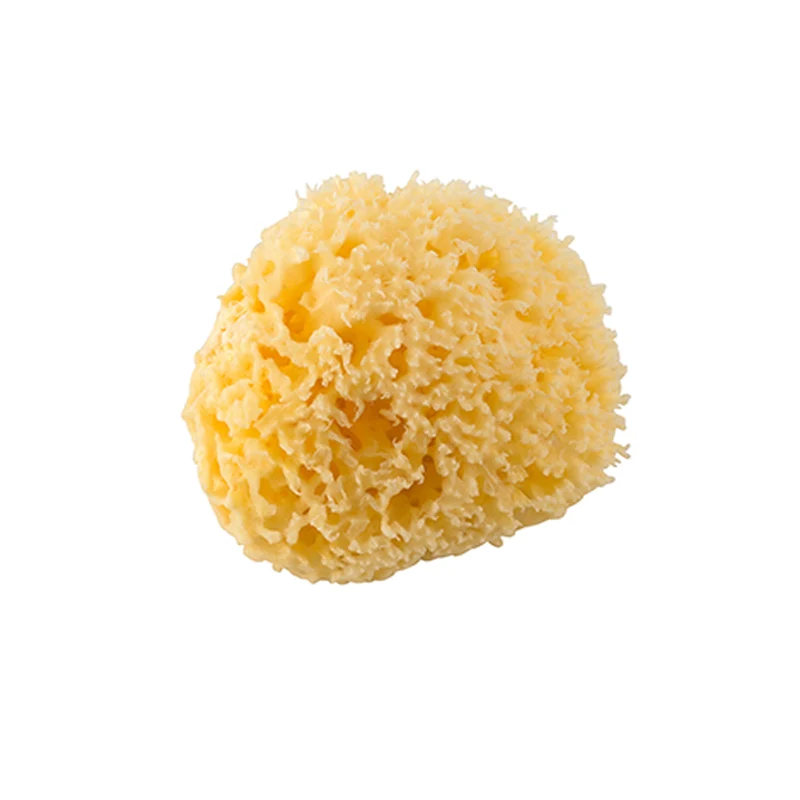 Mittelmeerschwamm